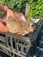 Vlaamse reus, Dieren en Toebehoren, Konijnen, Vrouwelijk, Groot