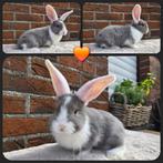 6w oud Jonge mix Franse hangoor/ Duitse reus, Dieren en Toebehoren, Meerdere dieren, Groot, Hangoor, 0 tot 2 jaar
