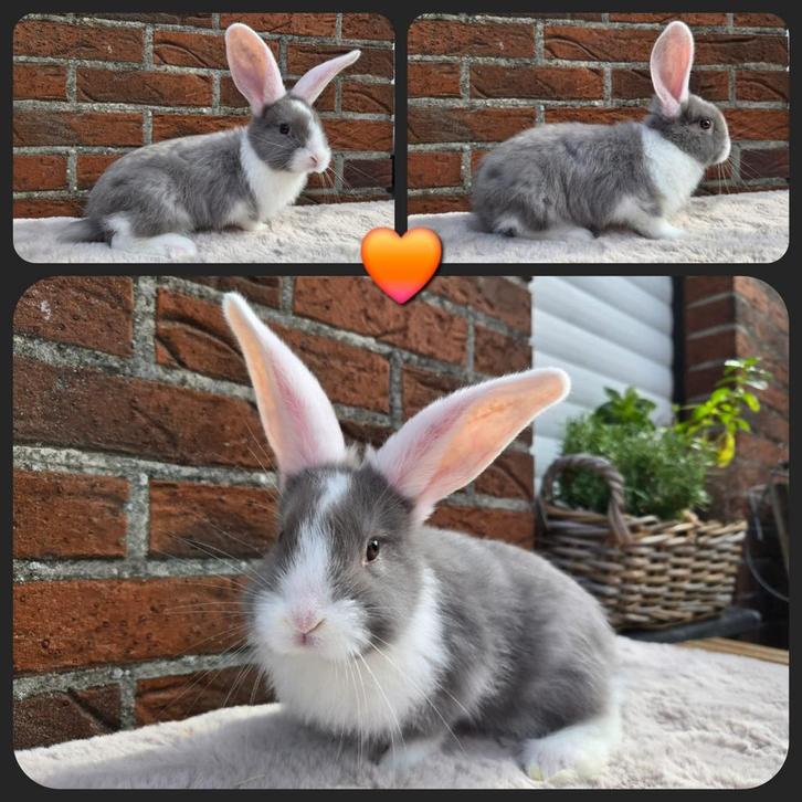 6w oud Jonge mix Franse hangoor/ Duitse reus, Dieren en Toebehoren, Konijnen, Groot, Meerdere dieren, 0 tot 2 jaar, Hangoor