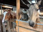 Stalling aangeboden gereserveerd, Dieren en Toebehoren, Stalling en Weidegang, Stalling