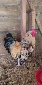 Gratis haan, Dieren en Toebehoren, Pluimvee, Mannelijk, Kip
