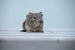 Prachting jong cavia zeugje wildkleur, Dieren en Toebehoren, Knaagdieren, Vrouwelijk, Cavia, Na 1 juli 2024, Tam