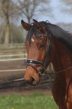 Super lieve allround E Pony, E pony (1.48m - 1.57m), B, Gechipt, Ruin