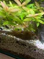 Pleco algeneter, Vis