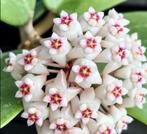 Hoya verticillata, Overige soorten, In pot, Minder dan 100 cm, Groene kamerplant