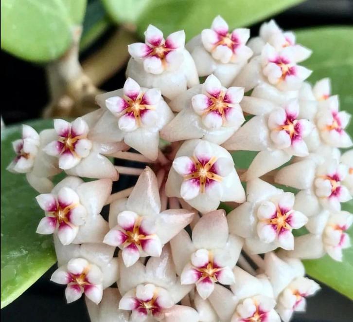 Hoya verticillata, Huis en Inrichting, Kamerplanten, Overige soorten, Minder dan 100 cm, Groene kamerplant, Halfschaduw, In pot