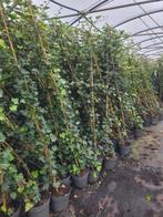 Hedera Klimop - Groene klimmer voor uw tuin!, Vaste plant, Ophalen of Verzenden, Bloeit niet, Halfschaduw