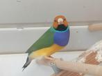 Gouldamandine mutati, Dieren en Toebehoren, Meerdere dieren, Tropenvogel