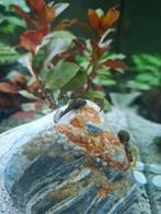 Ancistrus, Dieren en Toebehoren, Vissen | Aquariumvissen, Vis