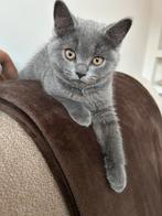 Britse Korthaar Kittens Raszuiver (2 over), Meerdere dieren