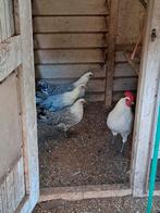 Zilverpel kippen, Dieren en Toebehoren, Pluimvee, Vrouwelijk, Kip