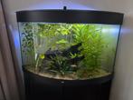 Aquarium 190 liter, Dieren en Toebehoren, Ophalen, Zo goed als nieuw, Gevuld zoetwateraquarium