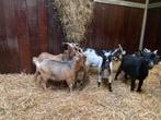 Dwergbokjes aparte kleuren, Dieren en Toebehoren, Mannelijk, Geit