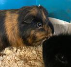2 mannetjes cavia’s te koop, Cavia, April, Mannelijk, Tam