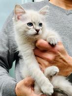 Ragdoll kitten te koop, Dieren en Toebehoren, Meerdere dieren, Ontwormd, 0 tot 2 jaar