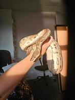 0.1 Clown (python regius), Slang, Tam, 11 jaar of ouder