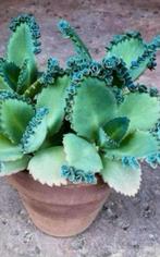 Lichtblauwachtig laetivirens 🩵💙🩵, Huis en Inrichting, Kamerplanten, Ophalen, Vetplant, In pot, Minder dan 100 cm