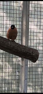 Goudvink man 2022 wegens wegvallen pop, Dieren en Toebehoren, Vogels | Overige Vogels, Mannelijk, Wildzangvogel, Geringd