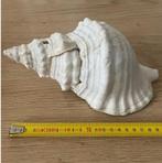 Paardenhoorn schelp, Verzamelen, Mineralen en Fossielen, Ophalen of Verzenden, Schelp(en)
