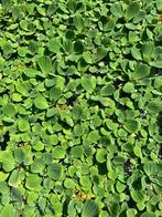 Gratis drijfplanten zuurstofplanten, Ophalen, Nieuw, Overige typen