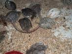 Weer volop jonge Japanse kwarteltjes, Dieren en Toebehoren, Pluimvee, Meerdere dieren, Overige soorten