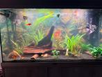 Aquarium aquatlantis, Verzenden, Zo goed als nieuw, Gevuld zoetwateraquarium