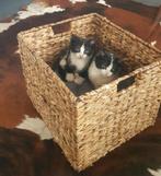 2 HELE LEUKE EN LIEVE BOERDERIJ KITTENS, Dieren en Toebehoren, Katten en Kittens | Overige Katten, Poes, Kortharig, 0 tot 2 jaar