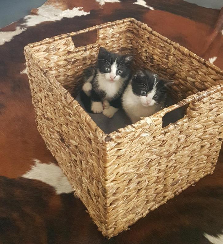 2 HELE LEUKE EN LIEVE BOERDERIJ KITTENS, Dieren en Toebehoren, Katten en Kittens | Overige Katten, Kortharig, Poes, 0 tot 2 jaar