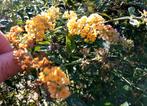 Vlinderstruik Diverse Kleuren, Tuin en Terras, Planten | Tuinplanten, Volle zon, Vaste plant, Zomer, Ophalen