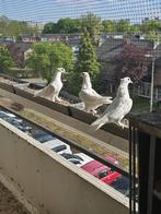 Witte Takla Duiven, Dieren en Toebehoren, Vogels | Duiven, Meerdere dieren