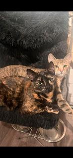 Onze lieve zusjes Luna en Bella helaas weg, Poes
