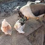 Te koop 2 lieve hangbuikzwijntjes, Dieren en Toebehoren, Schapen, Geiten en Varkens, Vrouwelijk, Schaap