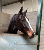 Leuke 3jr. Allround merrie!, Merrie, Met stamboom, 3 tot 6 jaar, 160 tot 165 cm