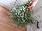 Verse eucalyptus xxl bossen, Huis en Inrichting, Woonaccessoires | Droogbloemen, Ophalen of Verzenden