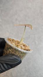 Alocasia Pink Dragon Stardust Variegata, Ophalen of Verzenden, Halfschaduw, Minder dan 100 cm