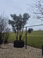 Quercus suber 450-500, Tuin en Terras, Overige soorten, Lente, 400 cm of meer, Ophalen