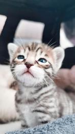 Bengaalse siamees kitten kater, Dieren en Toebehoren, Katten en Kittens | Raskatten | Korthaar, Gechipt, 0 tot 2 jaar, Kater