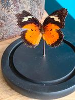 Opgezette vlinder cethosia hypsea in glazen stolp, Ophalen of Verzenden, Zo goed als nieuw, Insect, Opgezet dier