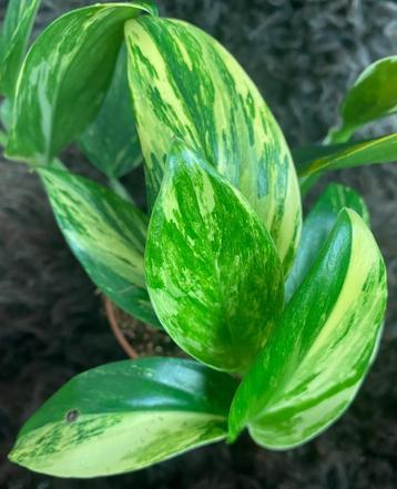 Monstera Standleyana Variegata #4 beschikbaar voor biedingen
