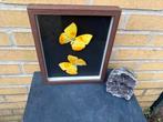 Ingelijste vlinders, Ophalen of Verzenden, Insect, Opgezet dier