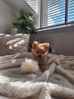 Ons laatste reutje pomeriaan/ dwergkees is beschikbaar, Dieren en Toebehoren, Honden | Poolhonden, Keeshonden en Oertypen, Nederland