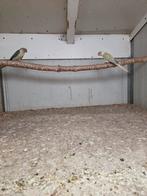 Pyrrhura molinae parkieten, Dieren en Toebehoren, Vogels | Parkieten en Papegaaien, Mannelijk, Parkiet, Geringd