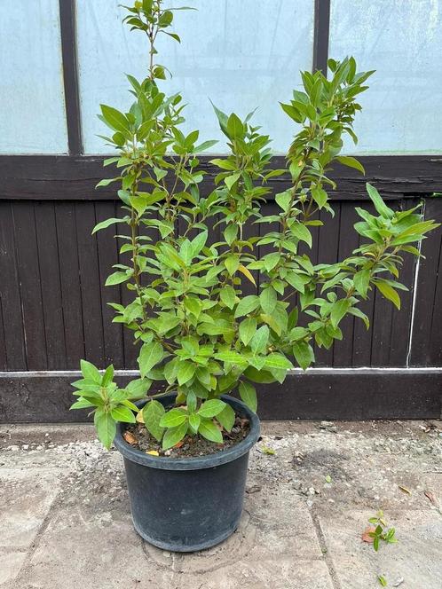 Tekoop : fiburnum tinus potgekweekt, Tuin en Terras, Planten | Struiken en Hagen, Ophalen