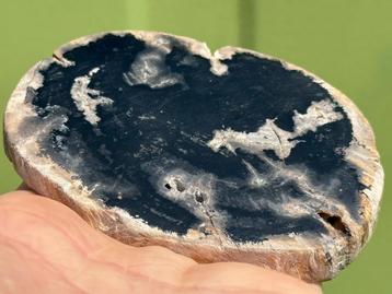 Versteend hout schijf plak dubbel gepolijst mineralen 21 beschikbaar voor biedingen