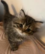 Kittens Perzische 12 weken (geboren 18-02-2025), Poes, Ontwormd, 0 tot 2 jaar