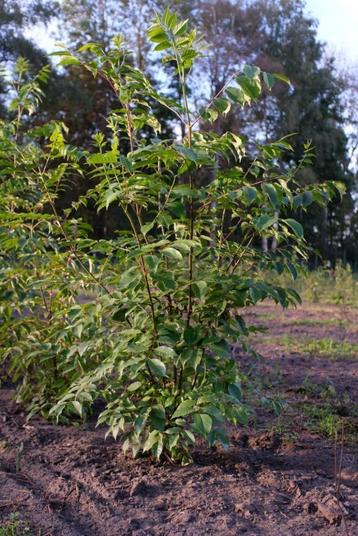 Tetradium danielii/ bijenboom meerstammig beschikbaar voor biedingen