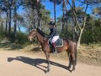 Te koop lieve Connemara Ruin E pony 8 jaar, Dieren en Toebehoren, Pony's, E pony (1.48m - 1.57m), B, Gechipt, Ruin