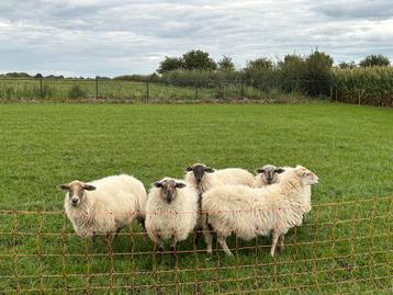 Begrazing met onze schapen aangeboden beschikbaar voor biedingen