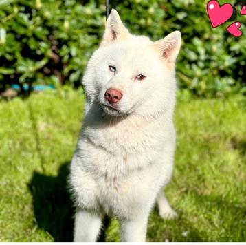 Husky dekreu met stamboom (niet te koop) beschikbaar voor biedingen