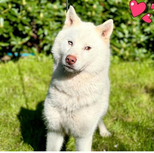 Husky dekreu met stamboom (niet te koop), Dieren en Toebehoren, Honden | Dekreuen, Reu, Particulier, Eén hond, Buitenland, 3 tot 5 jaar